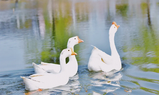 image006.gif