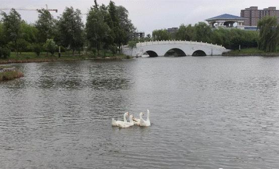 image007.gif