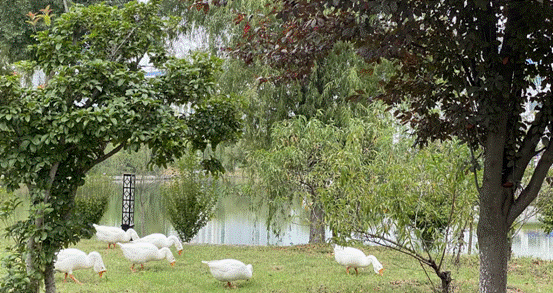 image006.gif